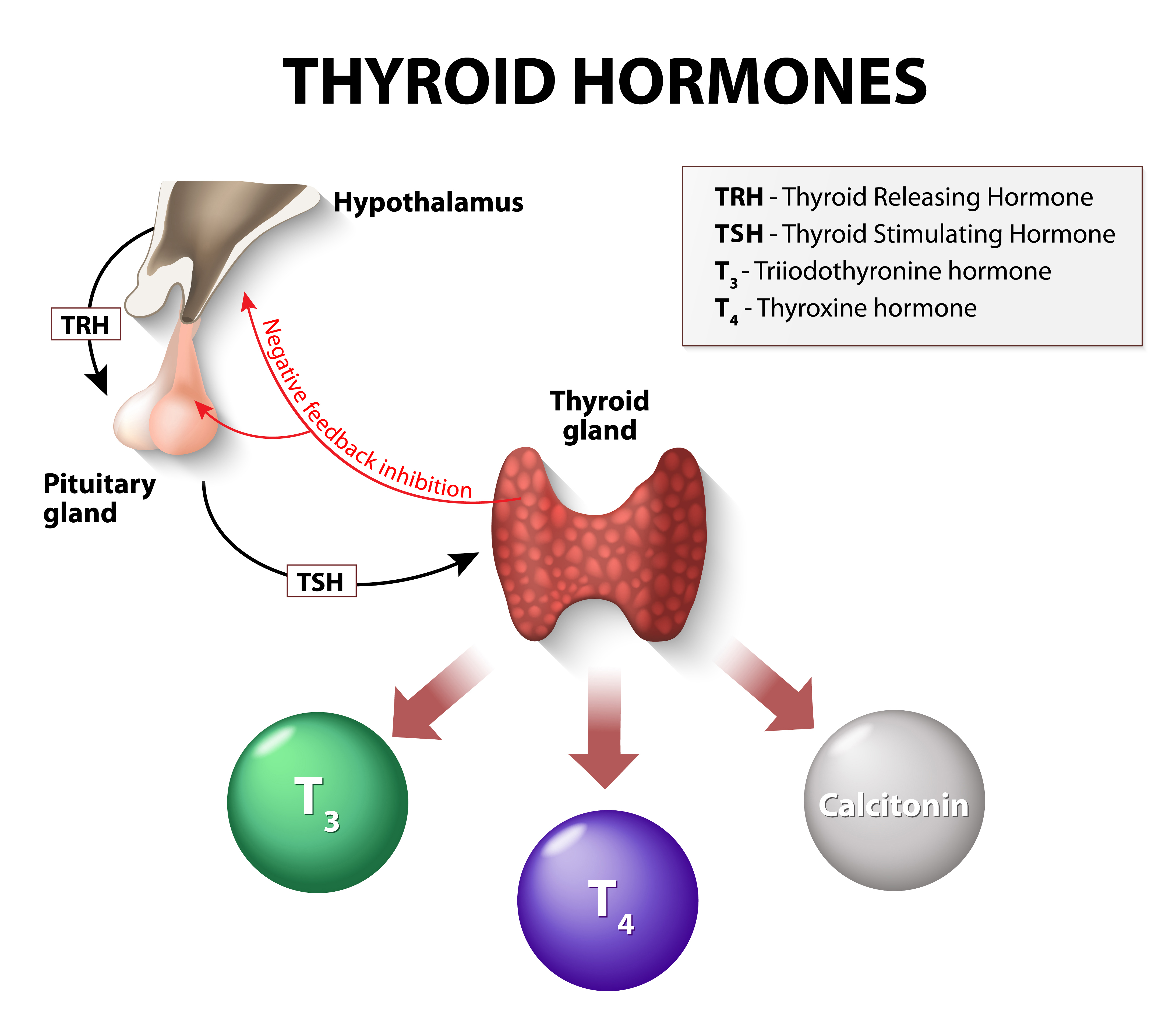 thyroid hormones. Human endocrine system.